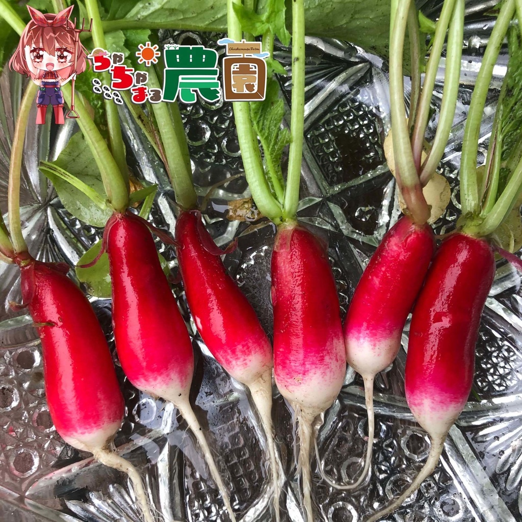 【24.10.27 完売】茶々丸農園 〈紅白セット〉カブ・ラディッシュ・二十日大根