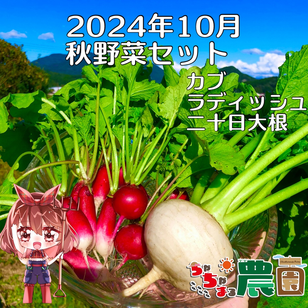 【24.10.27 完売】茶々丸農園 〈紅白セット〉カブ・ラディッシュ・二十日大根