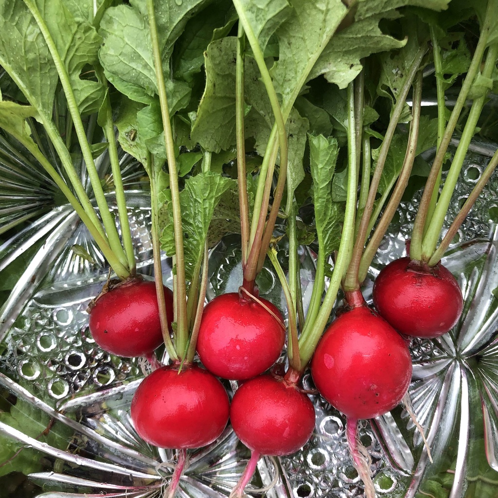 【24.10.27 完売】茶々丸農園 〈紅白セット〉カブ・ラディッシュ・二十日大根