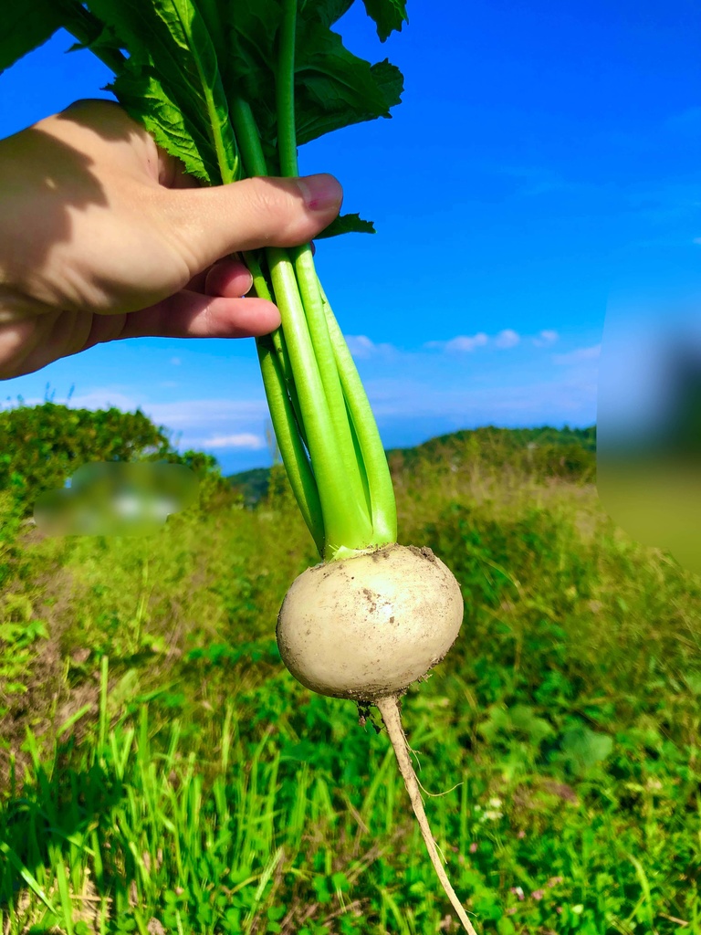 【24.10.27 完売】茶々丸農園 〈紅白セット〉カブ・ラディッシュ・二十日大根