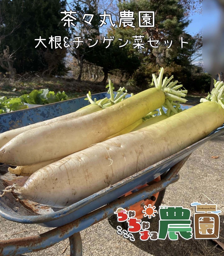 【24.11.30 完売】茶々丸農園大根&チンゲン菜セット