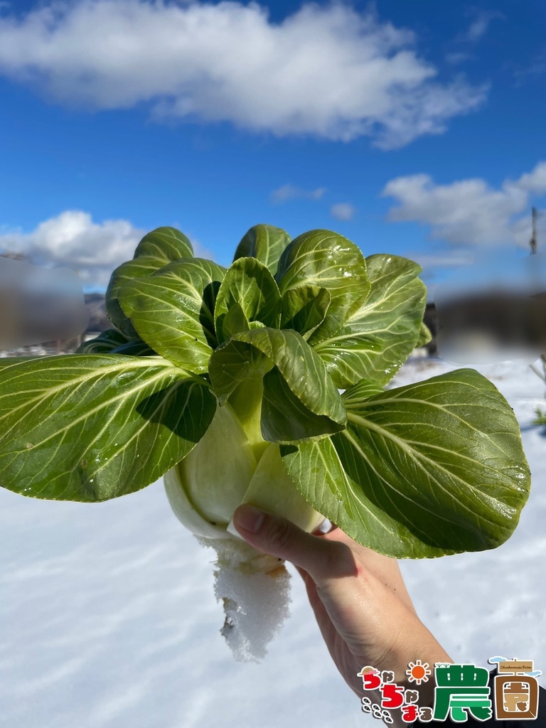 【24.11.30 完売】茶々丸農園大根&チンゲン菜セット