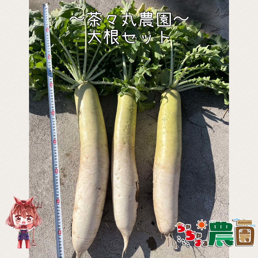 【24.11.30 完売】茶々丸農園大根&チンゲン菜セット