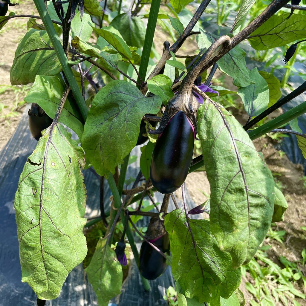 【25.07.19完売】茶々丸農園 7月の夏野菜セット(お試し価格)🥗【 #茶々丸農園 #紅茶々丸】