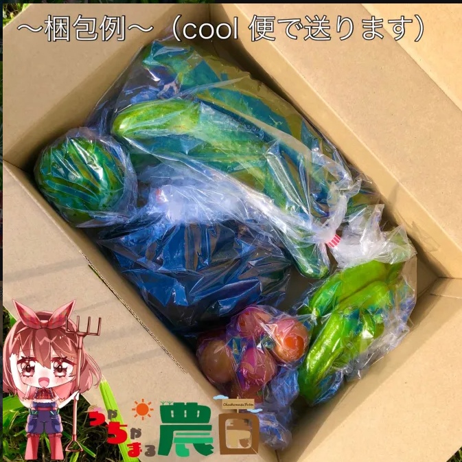 【25.07.19完売】茶々丸農園 7月の夏野菜セット(お試し価格)🥗【 #茶々丸農園 #紅茶々丸】