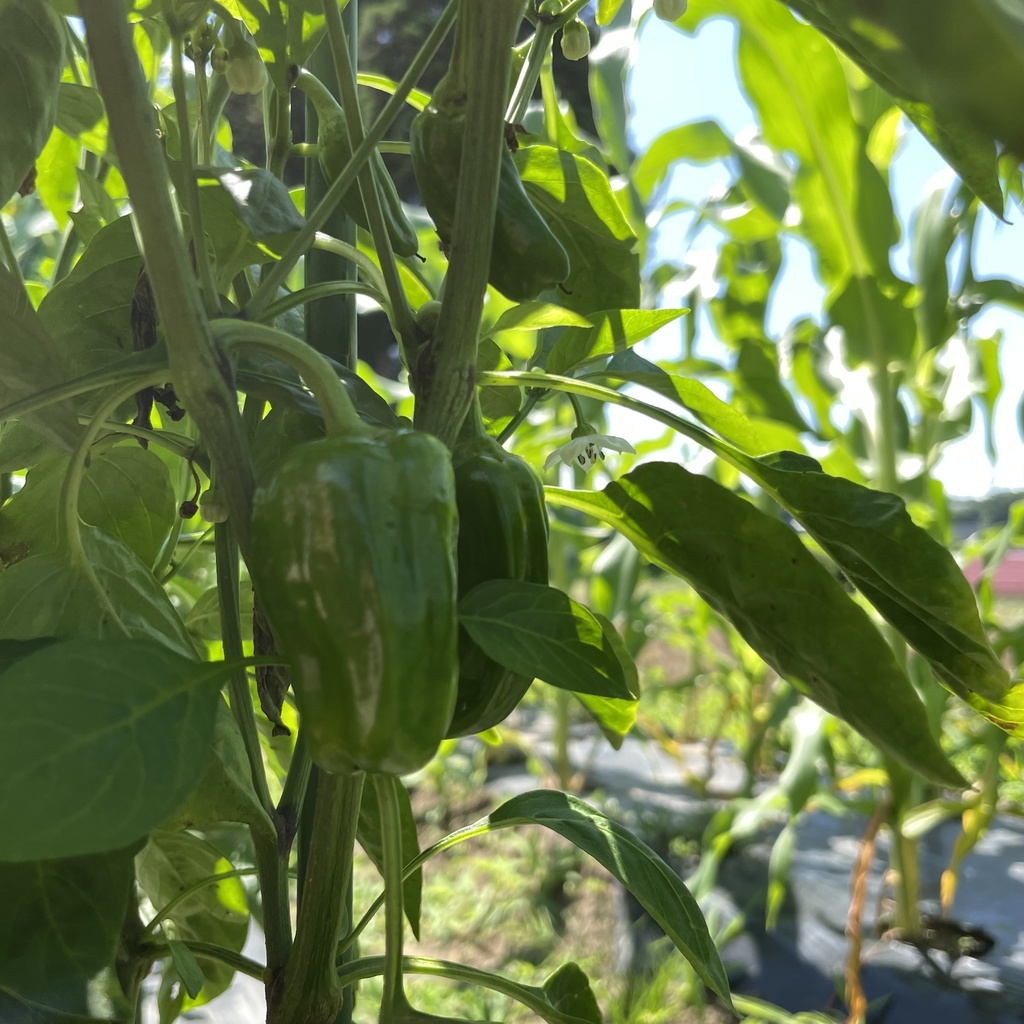 【25.07.19完売】茶々丸農園 7月の夏野菜セット(お試し価格)🥗【 #茶々丸農園 #紅茶々丸】