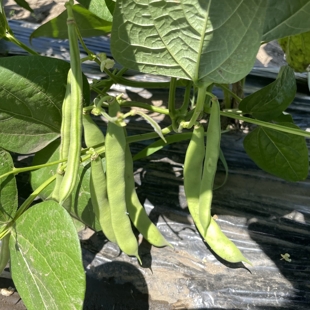 【25.07.19完売】茶々丸農園 7月の夏野菜セット(お試し価格)🥗【 #茶々丸農園 #紅茶々丸】