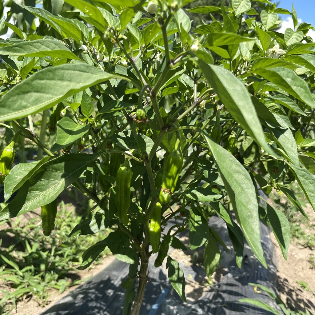 【25.07.19完売】茶々丸農園 7月の夏野菜セット(お試し価格)🥗【 #茶々丸農園 #紅茶々丸】