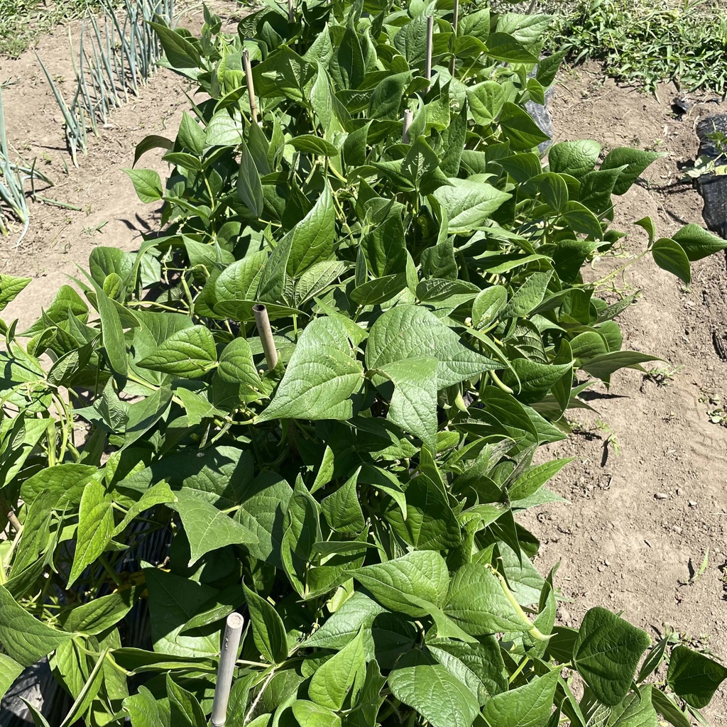 【25.08.03完売】茶々丸農園モロッコいんげんセット【 #茶々丸農園 #紅茶々丸】