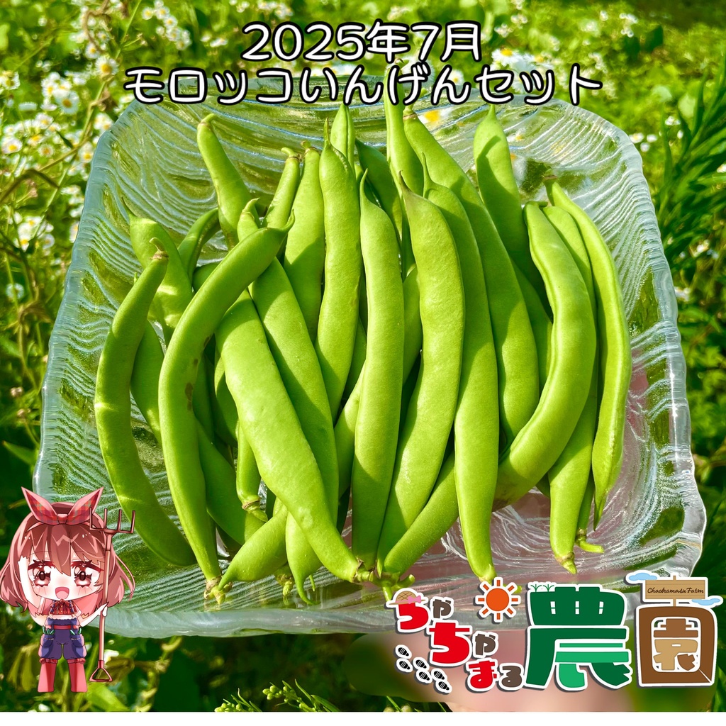 【25.08.03完売】茶々丸農園モロッコいんげんセット【 #茶々丸農園 #紅茶々丸】