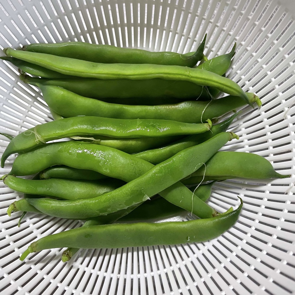 【25.08.03完売】茶々丸農園モロッコいんげんセット【 #茶々丸農園 #紅茶々丸】