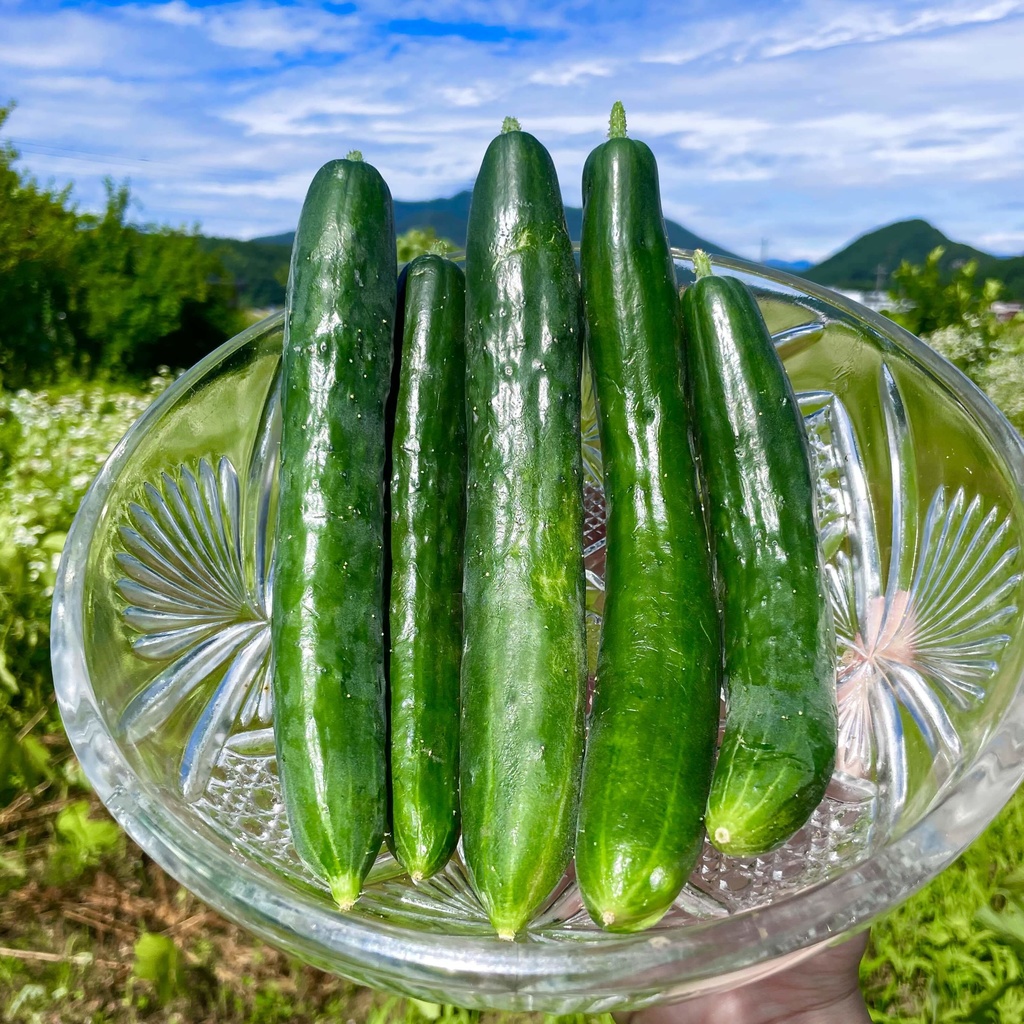 【25.07.29完売】2種のきゅうり多めの夏野菜セット【 #茶々丸農園 #紅茶々丸 】