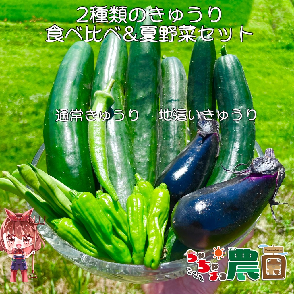 【25.07.29完売】２種のきゅうり多めの夏野菜セット【 #茶々丸農園 #紅茶々丸 】