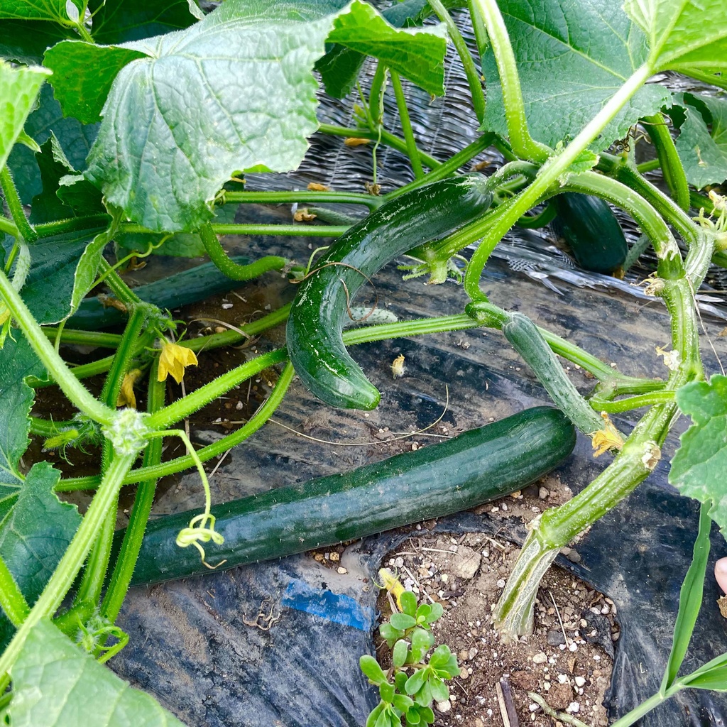 【25.07.29完売】2種のきゅうり多めの夏野菜セット【 #茶々丸農園 #紅茶々丸 】