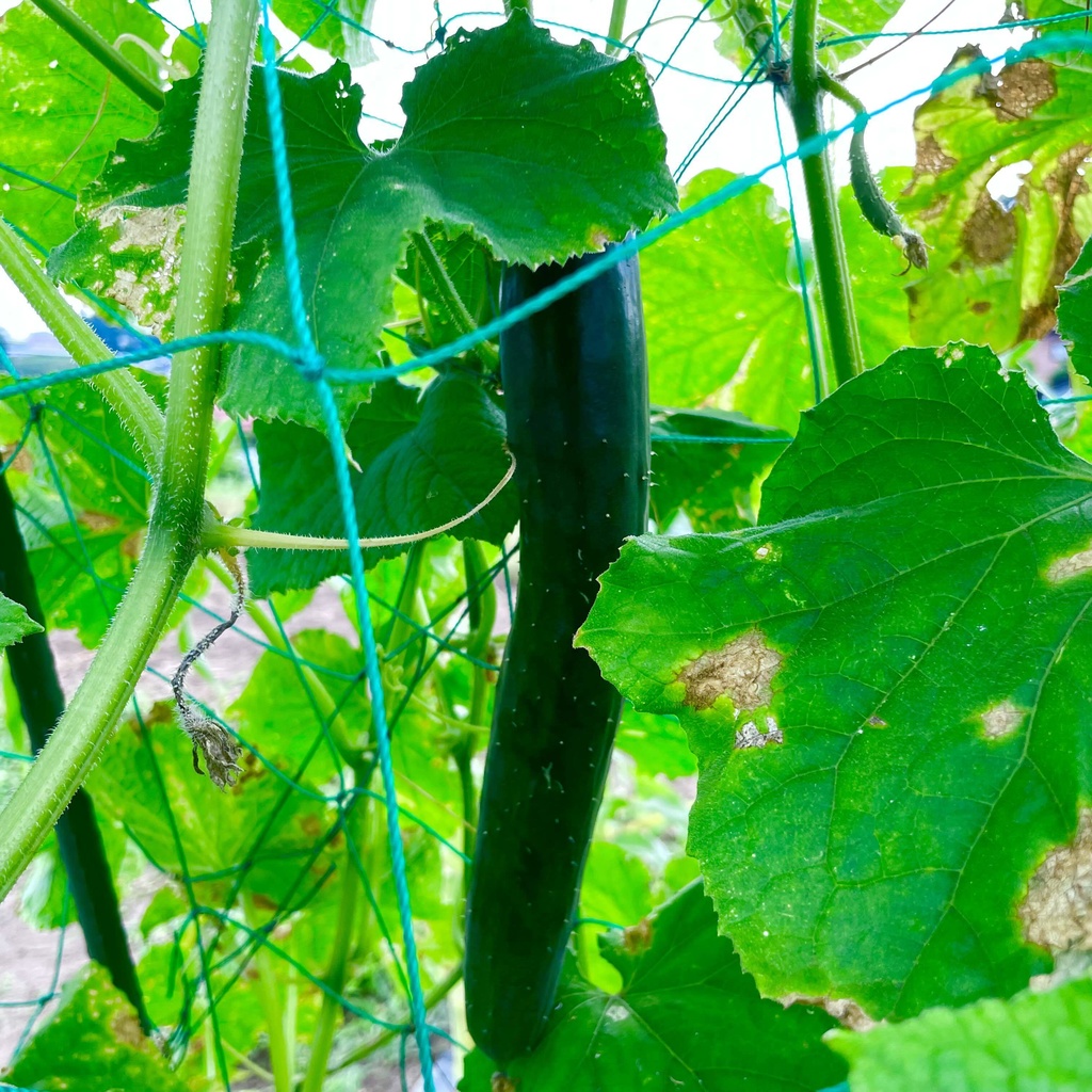 【25.07.29完売】2種のきゅうり多めの夏野菜セット【 #茶々丸農園 #紅茶々丸 】