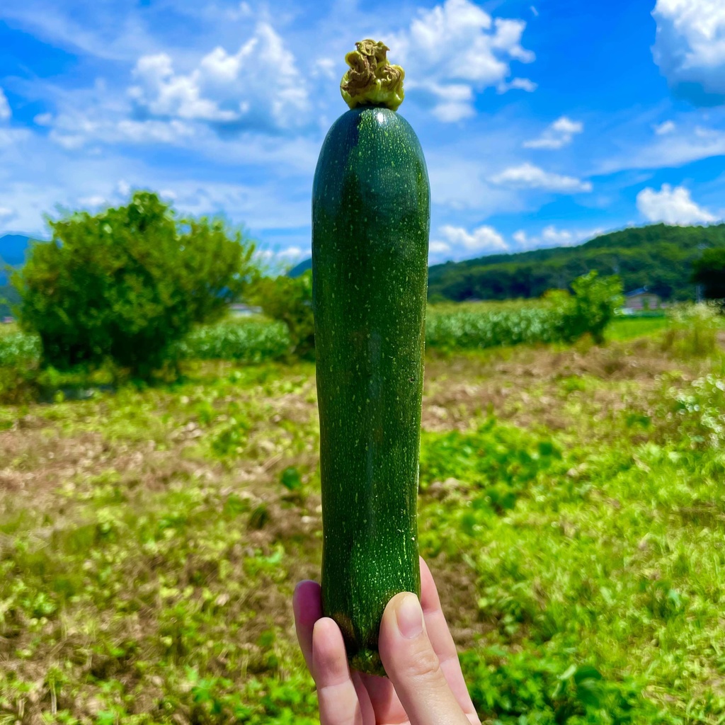 【25.08.21完売】本気の夏野菜セット【13種類の野菜ガチャ】#茶々丸農園 #紅茶々丸