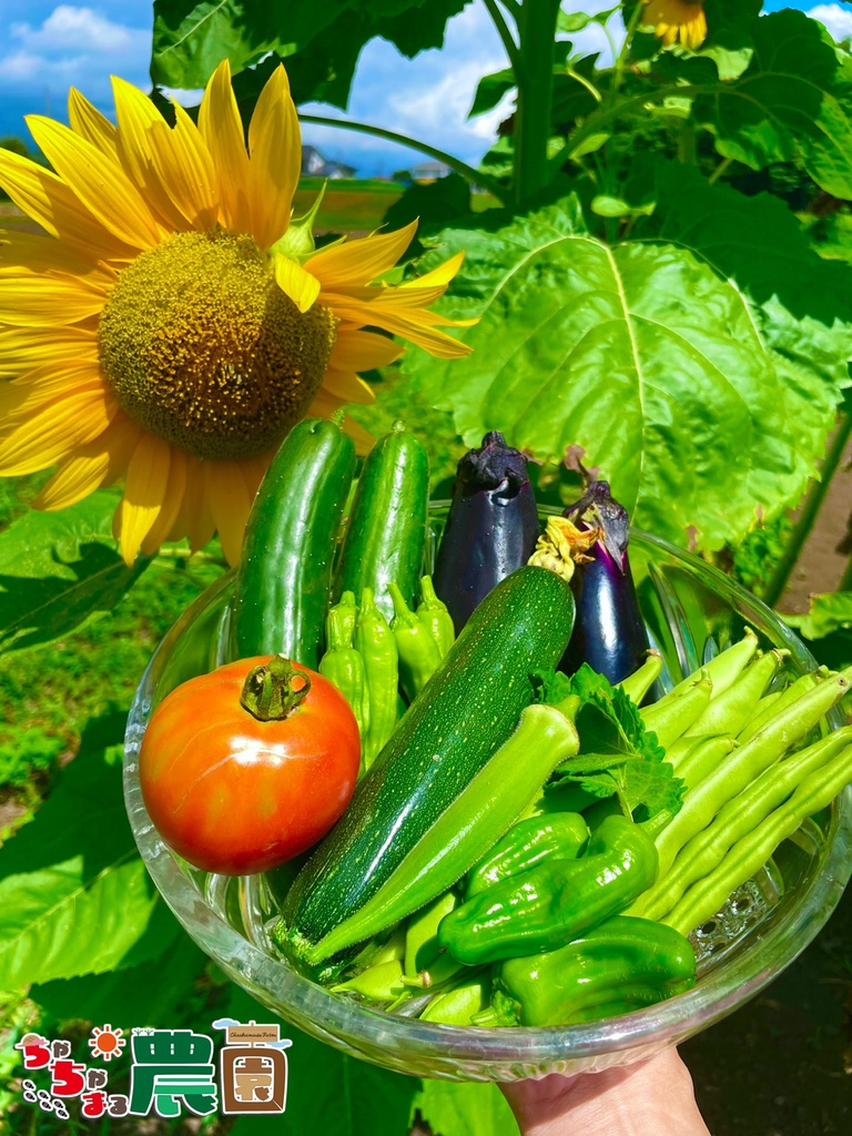 【25.08.21完売】本気の夏野菜セット【13種類の野菜ガチャ】#茶々丸農園 #紅茶々丸