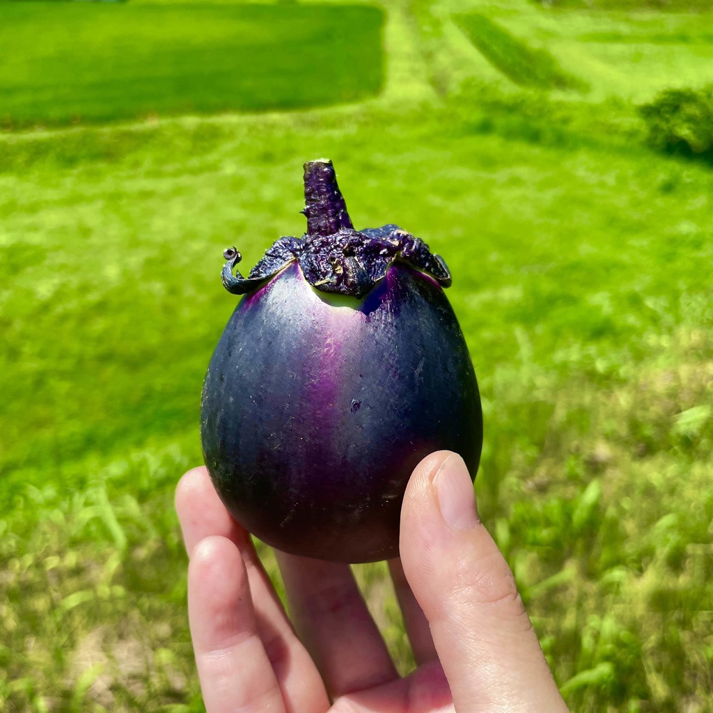 【25.08.21完売】本気の夏野菜セット【13種類の野菜ガチャ】#茶々丸農園 #紅茶々丸