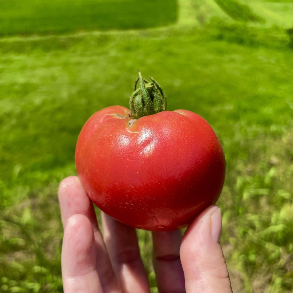 【25.08.21完売】本気の夏野菜セット【13種類の野菜ガチャ】#茶々丸農園 #紅茶々丸