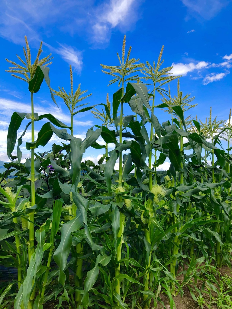 【25.08.12 完売】とうもろこし大好きセット〈必ず2本いれます!〉#茶々丸農園 #紅茶々丸