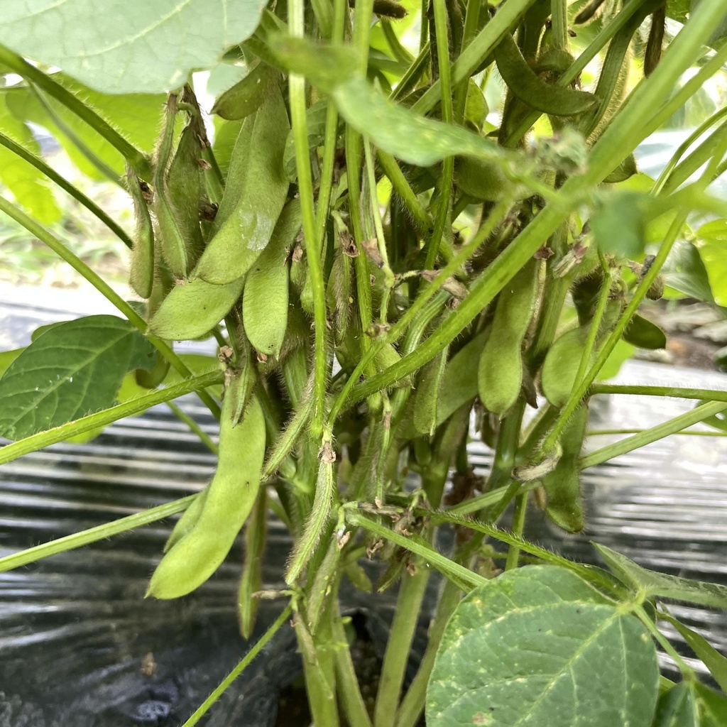 【25.08.22完売】枝豆セット(ししとう・オクラ・大葉・鷹の爪入るかも♡)【 #茶々丸農園 #紅茶々丸 】