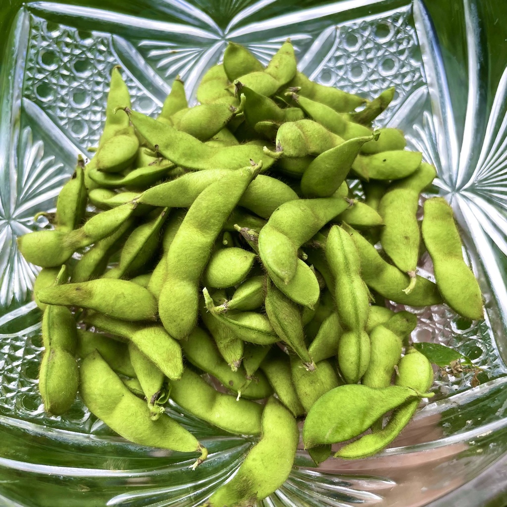 【25.08.22完売】枝豆セット(ししとう・オクラ・大葉・鷹の爪入るかも♡)【 #茶々丸農園 #紅茶々丸 】