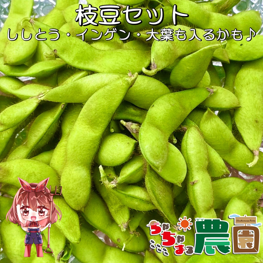 【25.08.22完売】枝豆セット（ししとう・オクラ・大葉・鷹の爪入るかも♡）【 #茶々丸農園 #紅茶々丸 】