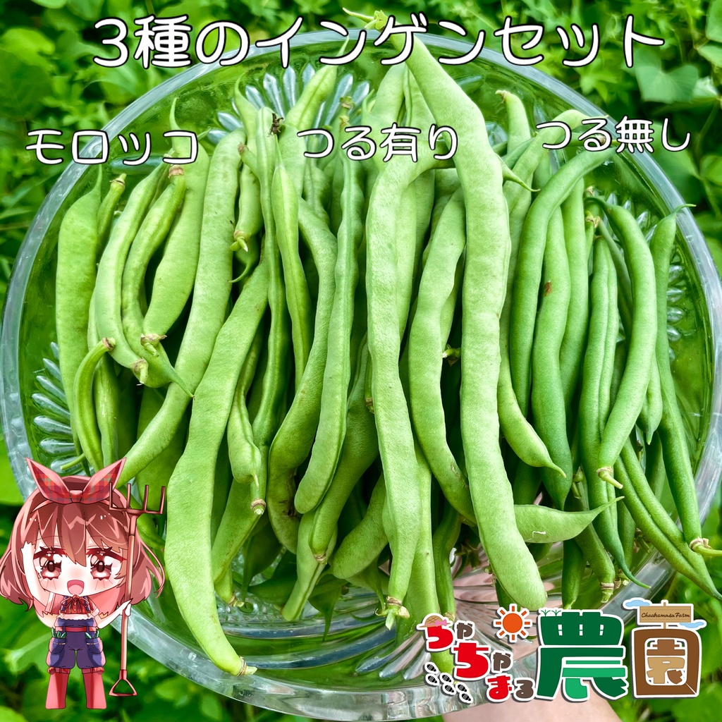 【再販2名様】3種のインゲンセット(他野菜も入るかも♡)【 #茶々丸農園 #紅茶々丸 】