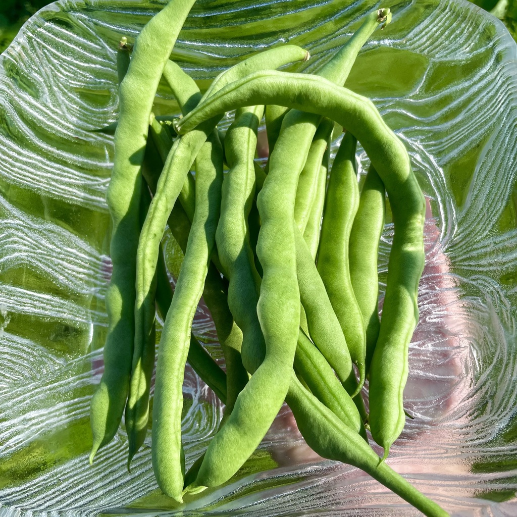 【25.09.15完売】インゲンセット(鷹の爪おまけ♡)【 #茶々丸農園 #紅茶々丸 】
