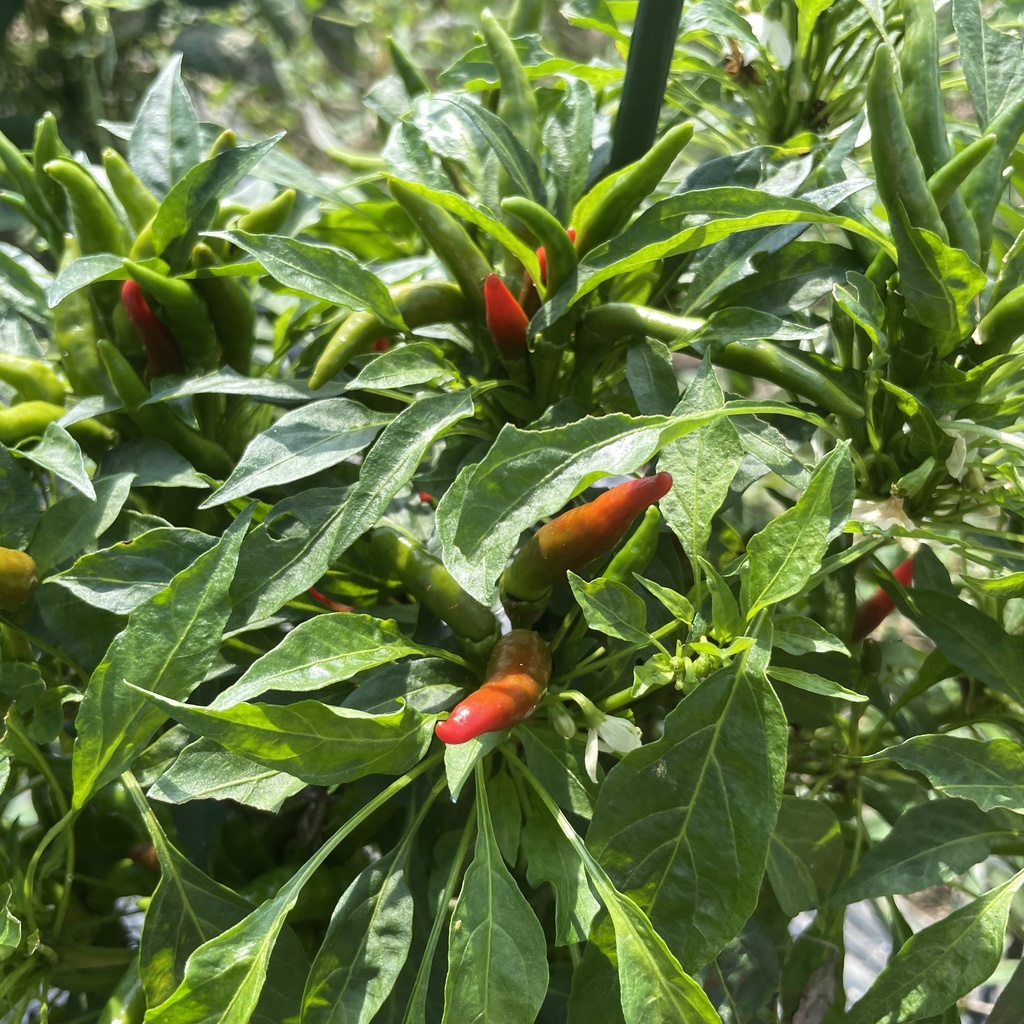 【25.09.15完売】インゲンセット(鷹の爪おまけ♡)【 #茶々丸農園 #紅茶々丸 】