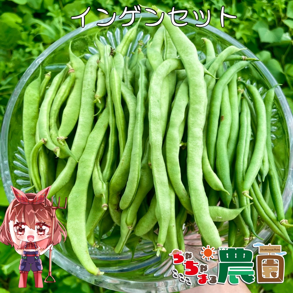 【25.09.15完売】インゲンセット（鷹の爪おまけ♡）【 #茶々丸農園 #紅茶々丸 】