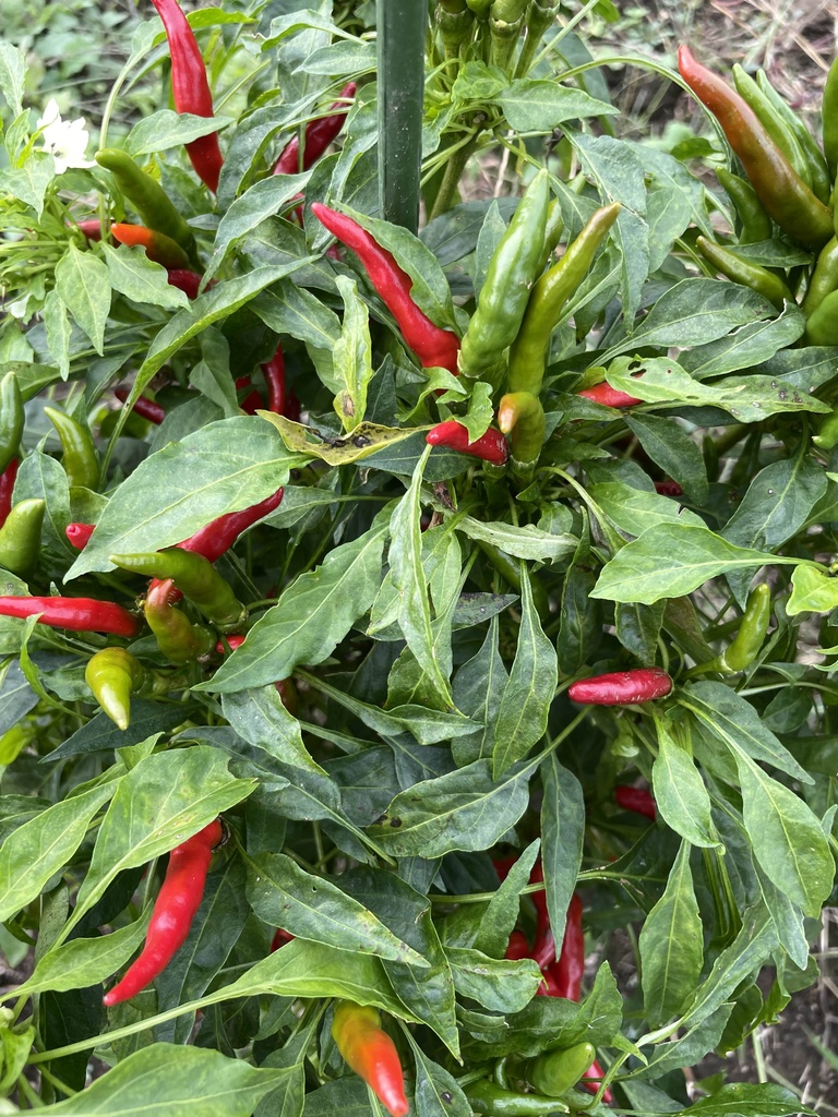 【25.10.09完売】鷹の爪10本セット【 #茶々丸農園 #紅茶々丸 】