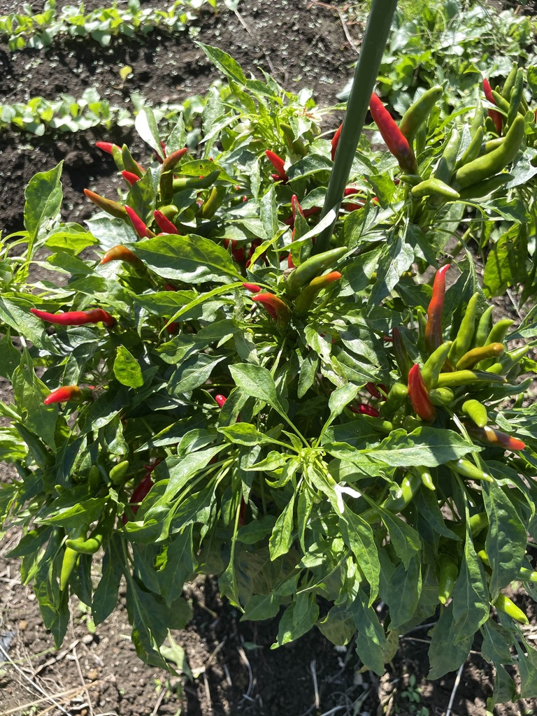 【25.10.09完売】鷹の爪10本セット【 #茶々丸農園 #紅茶々丸 】