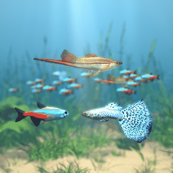 【VRChatワールド用】泳ぐ熱帯魚3種「彩」グッピー・ネオンテトラ・ソードテール【PC/Quest対応】