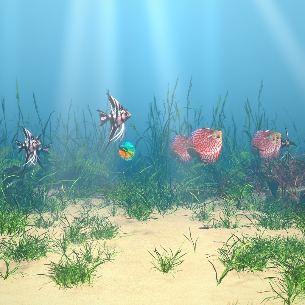 【VRChatワールド用】優雅に泳ぐ熱帯魚3種「舞」ベタ・ディスカス・エンゼルフィッシュ【PC/Quest対応】