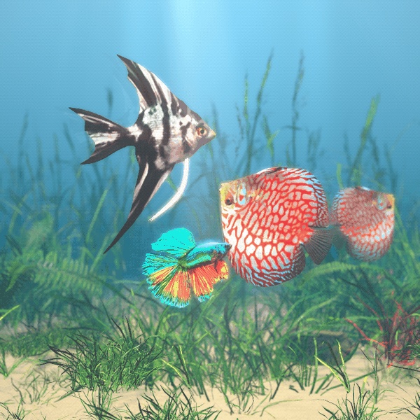 【VRChatワールド用】優雅に泳ぐ熱帯魚3種「舞」ベタ・ディスカス・エンゼルフィッシュ【PC/Quest対応】