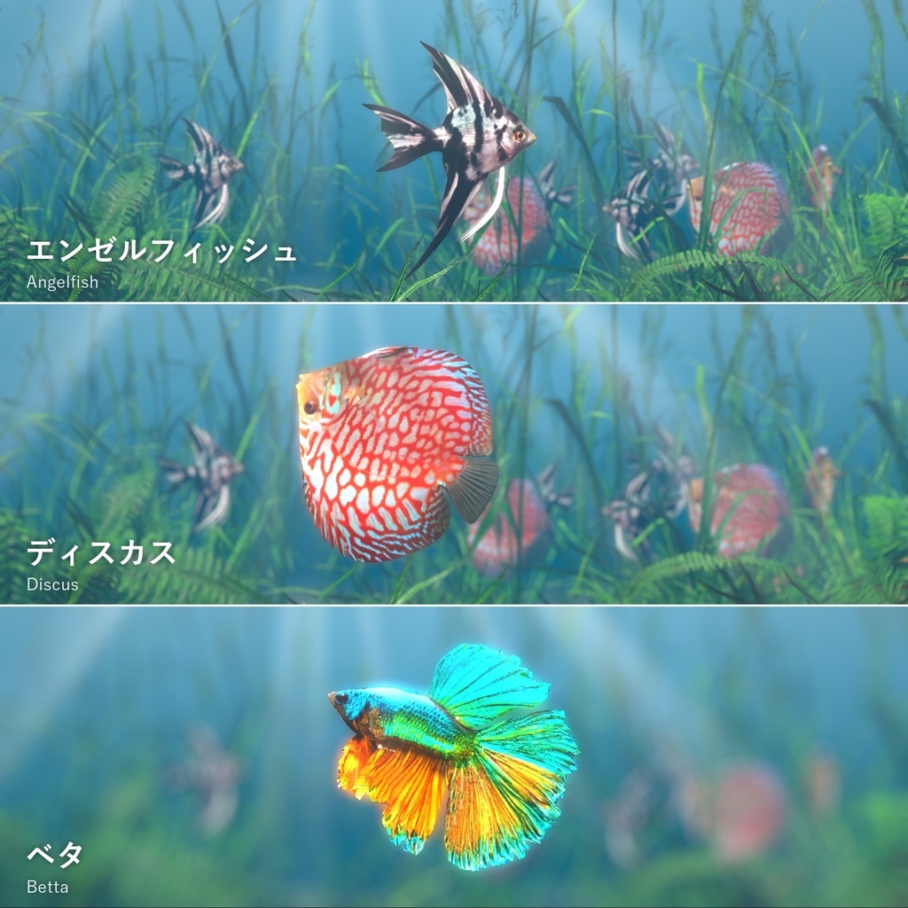 【VRChatワールド用】優雅に泳ぐ熱帯魚3種「舞」ベタ・ディスカス・エンゼルフィッシュ【PC/Quest対応】