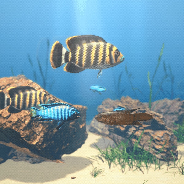 【VRChatワールド用】しま模様の熱帯魚3種「湖」デマソニ・ゼブラティラピア・パラダイスフィッシュ【PC/Quest対応】