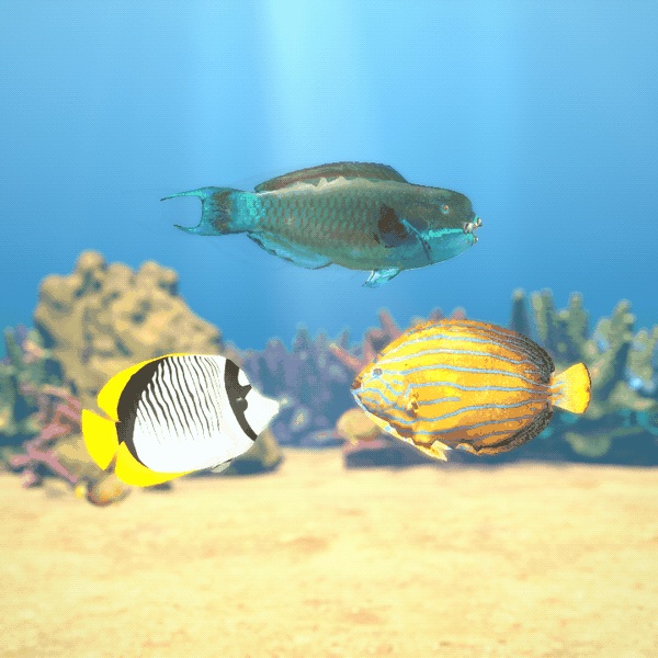 【VRChatワールド用】泳ぐ南の海の魚3種「碧」キンチャクダイ・チョウチョウウオ・ナンヨウブダイ【PC/Quest対応】