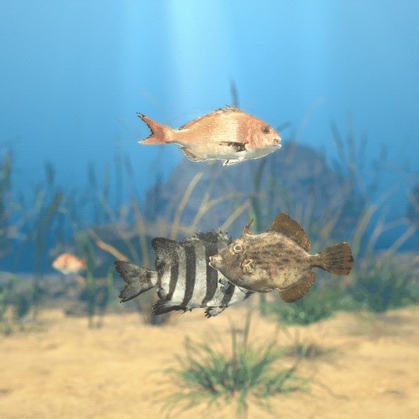 【VRChatワールド用】泳ぐ磯の魚3種「磯」マダイ・イシダイ・カワハギ【PC/Quest対応】