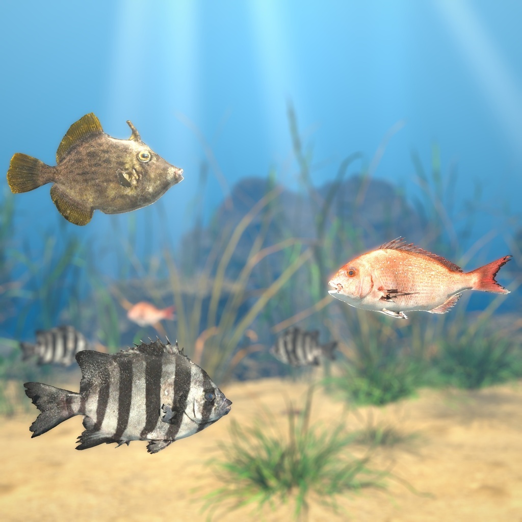 【VRChatワールド用】泳ぐ磯の魚3種「磯」マダイ・イシダイ・カワハギ【PC/Quest対応】
