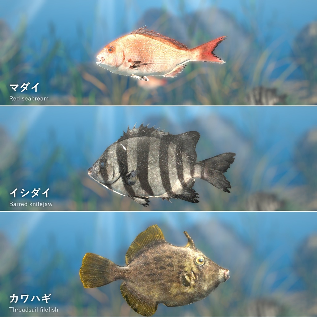 【VRChatワールド用】泳ぐ磯の魚3種「磯」マダイ・イシダイ・カワハギ【PC/Quest対応】