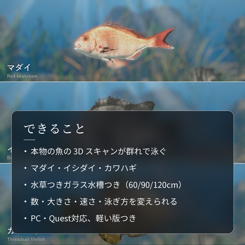 【VRChatワールド用】泳ぐ磯の魚3種「磯」マダイ・イシダイ・カワハギ【PC/Quest対応】