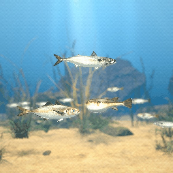 【VRChatワールド用】泳ぐ日本近海の魚3種「潮」マアジ・マサバ・クサフグ【PC/Quest対応】