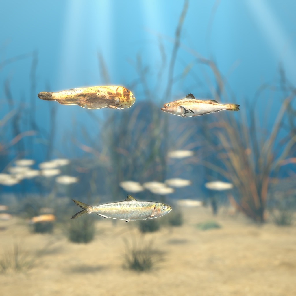 【VRChatワールド用】泳ぐ北の海の魚3種「氷」ニシン・ハタハタ・ホテイウオ【PC/Quest対応】