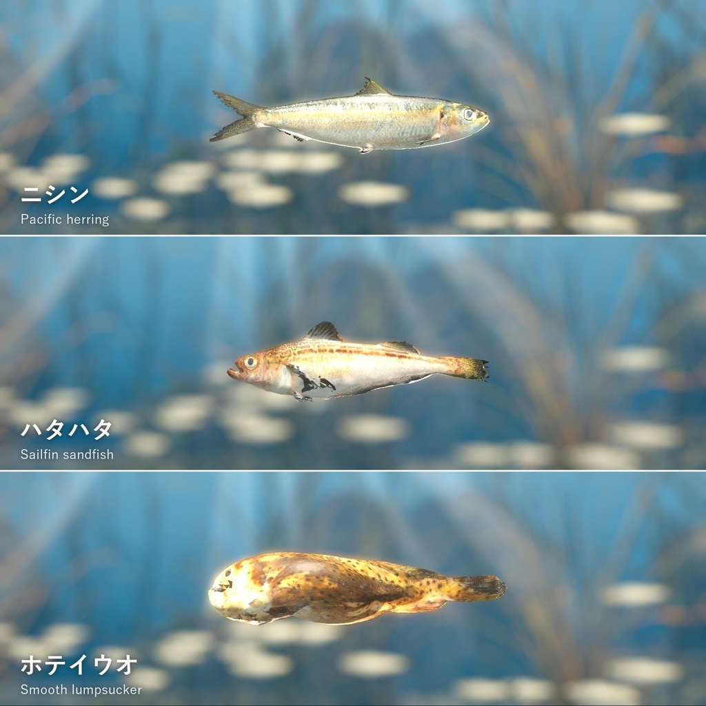 【VRChatワールド用】泳ぐ北の海の魚3種「氷」ニシン・ハタハタ・ホテイウオ【PC/Quest対応】