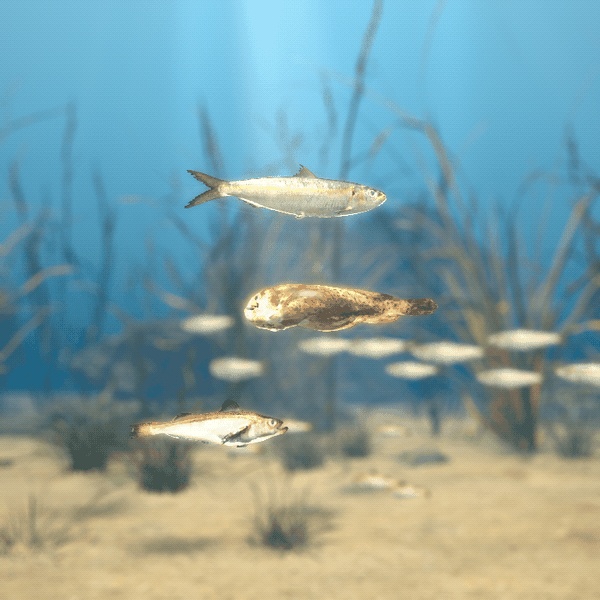 【VRChatワールド用】泳ぐ北の海の魚3種「氷」ニシン・ハタハタ・ホテイウオ【PC/Quest対応】