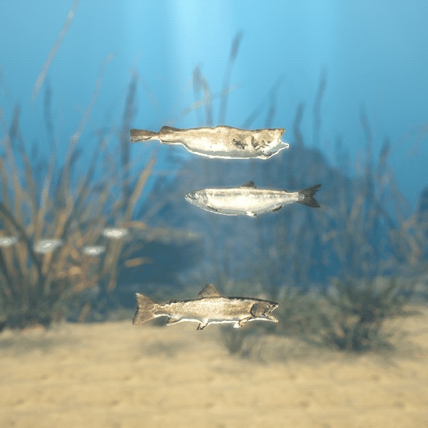 【VRChatワールド用】泳ぐ北の海の大きな魚3種「凪」ベニザケ・マダラ・アメマス【PC/Quest対応】