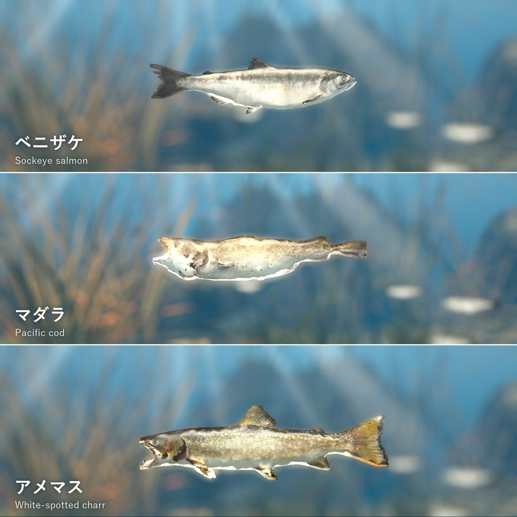 【VRChatワールド用】泳ぐ北の海の大きな魚3種「凪」ベニザケ・マダラ・アメマス【PC/Quest対応】