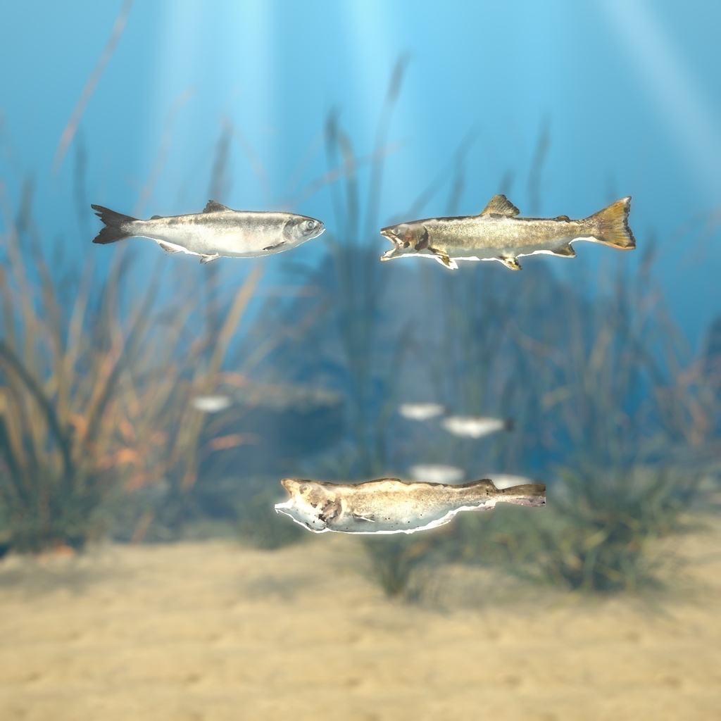 【VRChatワールド用】泳ぐ北の海の大きな魚3種「凪」ベニザケ・マダラ・アメマス【PC/Quest対応】